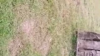 bai&xianbackyardbeeder