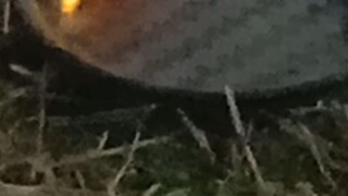 Land fish