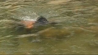 Hand Fishing in Nepal | Himalayan Trout Fishing with Bare Hand |