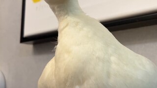 The brainstormed and scattered the duck