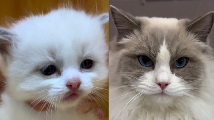 “Cat’s Eighteen Transformations”