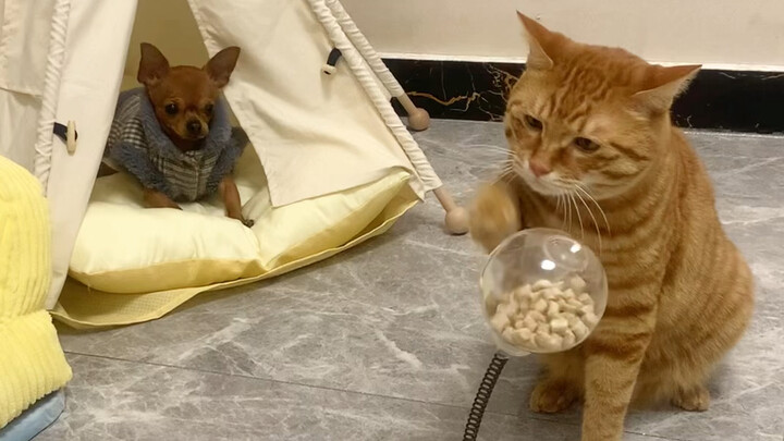 Những chuyện về cam hỏng lắc và sấy đông (Phần 1)