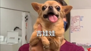 你永远驯服不了一只吉娃娃