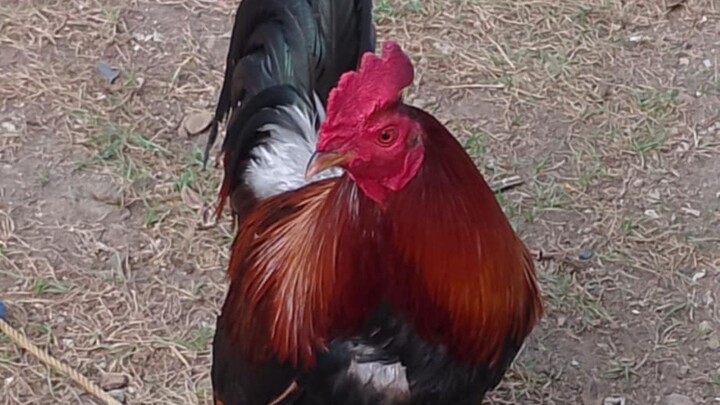 my ugly but deadly howard belk gull 2 hits ulutan champ sta rosa mega cockpit arena