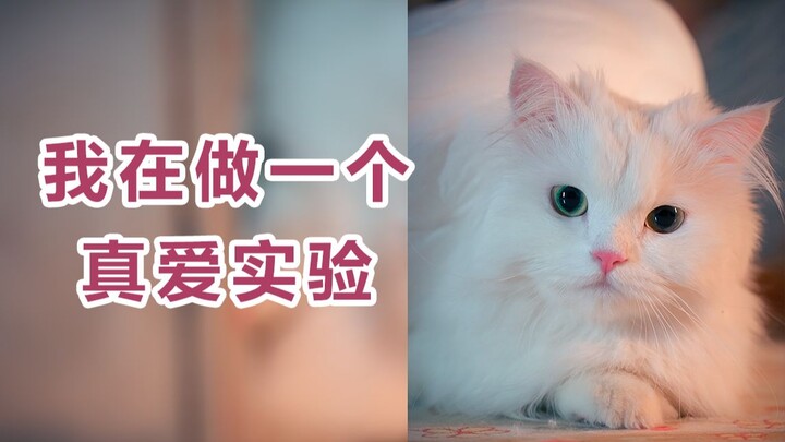 I'm conducting an experiment called "Searching for True Love."