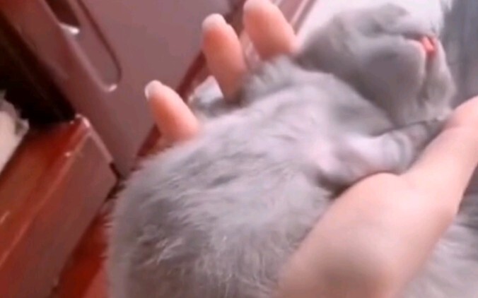 Apakah kucing juga invertebrata?