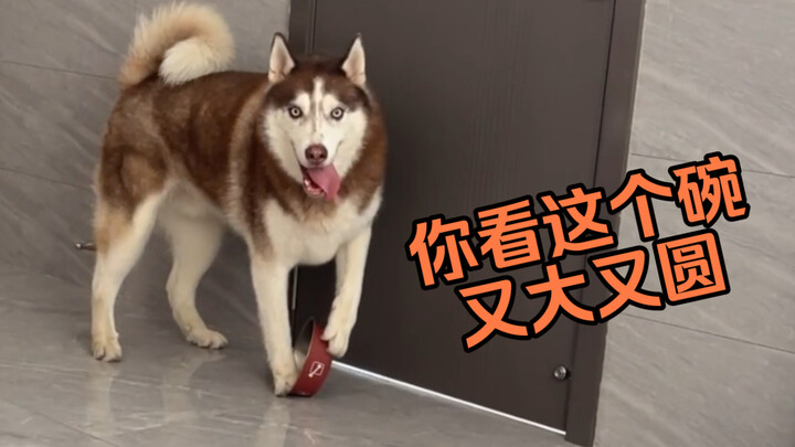 Husky: Look at this bowl—it's big and round. Don't you think something's missing?