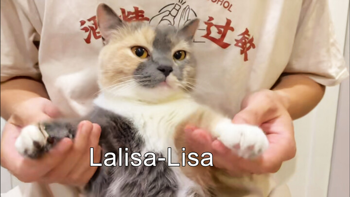 [Animals]My cat dancing to the song <Lalisa>