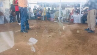 1st fight ni pula .. kung saan may sabongan pupuntahan  Montalban to QC 💪🏻🐓