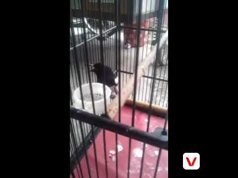 Semua kacer pasti nyaut dengan pangilan suara kacer ini