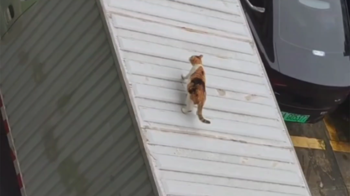 Oh, it was me—the cat—who almost took a bus to another city.