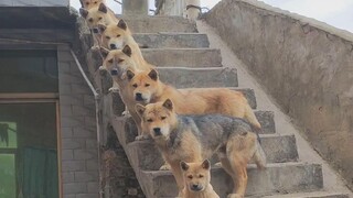 Shaking hands with dogs one by one—most of them are left-handed.