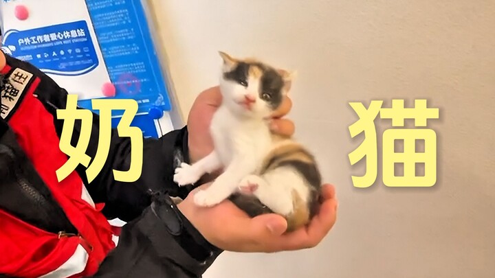 The smallest kitten I rescued! It's not weaned yet!!!