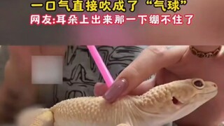 Netizens helped the gecko shed its skin and turned it into a balloon. Please leave a message to foll