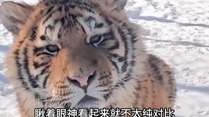 Song, I’m so cute—are you still going to hit me?