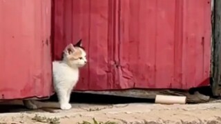 Collection of various cat mothers protecting their kittens
