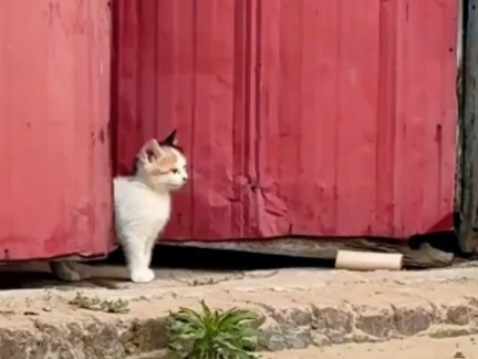 各种猫妈妈保护小猫合集