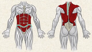 The Anterior Pelvic Tilt Fix For Perfect Posture