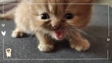 Meow | Cat Vlog #25