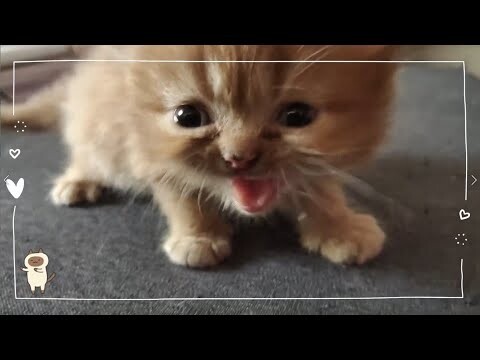 Meow | Cat Vlog #25