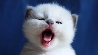 OMG So Cute Cats ♥ Best Funny Cat Videos 2021 #89