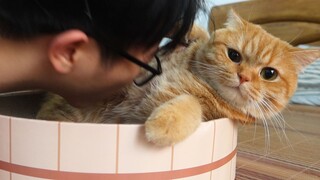 Many cat lovers don’t know these 5 practical functions of cats? ! !
