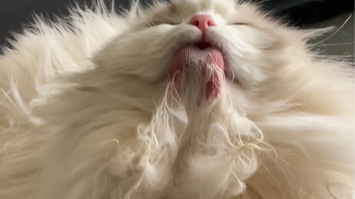 แมวขนยาวเลียขนเนี่ยมันช่างเป็นหายนะจริงๆ…