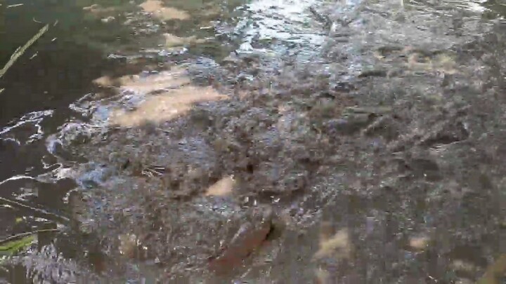 Ternak LELE Monster Ambyar 😋😋😋 #MancingMania