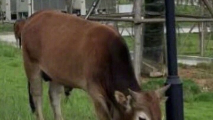 Máy cắt cỏ ồn quá? Bò: Không thành vấn đề, để anh lo!