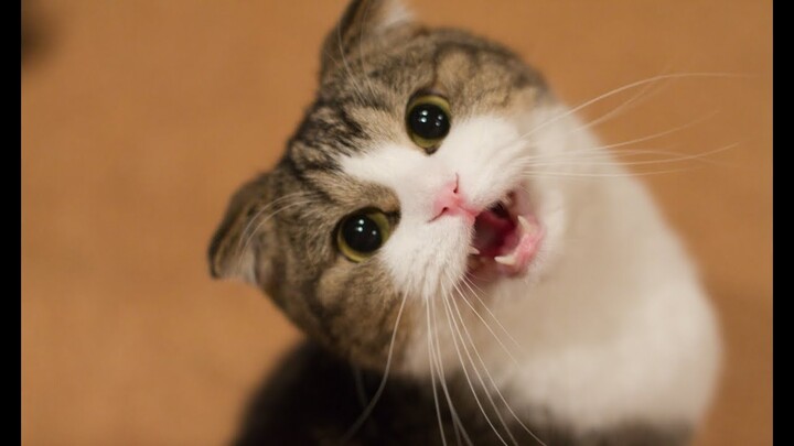 Kucing Lucu Dan Anak Kucing Mengeong. Kompilasi [Hd]