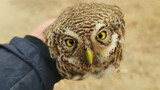 Dance|Help The Owl Remove Its Entangled Net