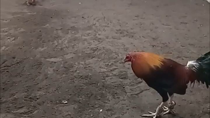 Jilljhames stag 1st spar.. preparation for island sabong national