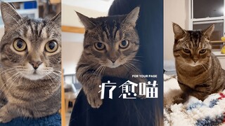 我家猫猫是最棒的心理治疗师 ❤️
