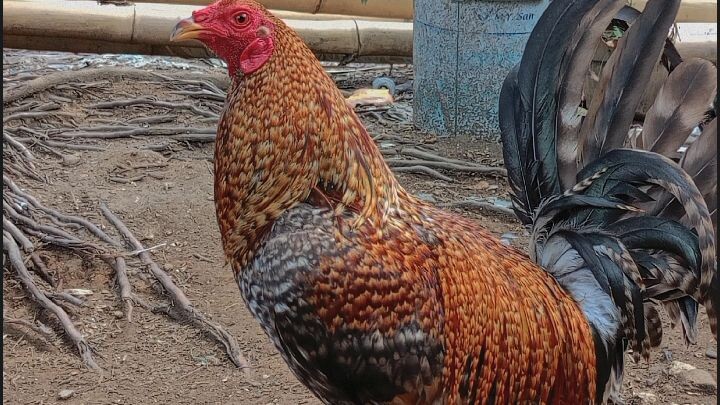 my 9 different color rooster