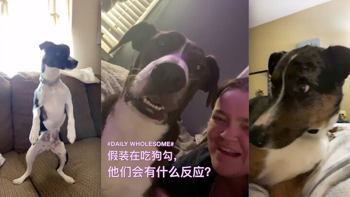 What will happen if you pretend to eat a dog? What will their reaction be?