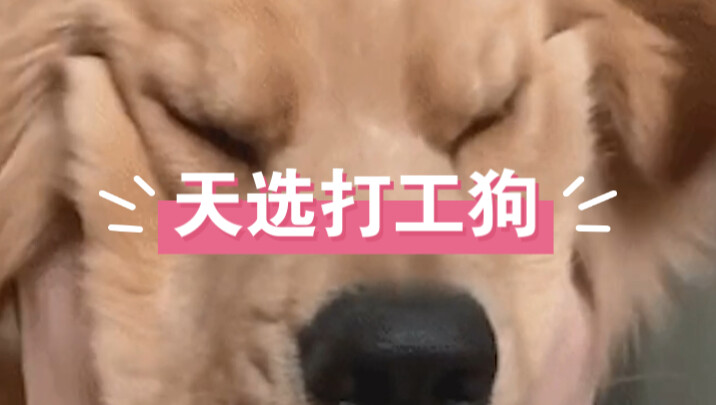 Golden Retriever: "I hereby declare that the 'Bone-Gnawing Tribe' is officially born!"