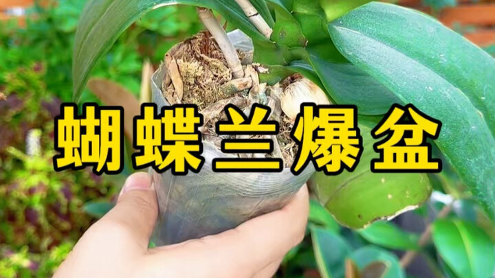 [Master Lin’s Flower-Raising Tips] has posted a new video—come check it out!