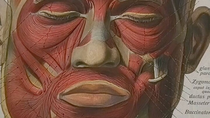 Enjoy the German anatomy textbook from 110 years ago