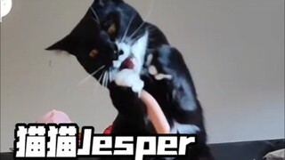 小奶牛猫Jesper不会让你失望！