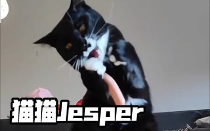 小奶牛猫Jesper不会让你失望！