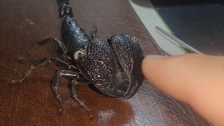 Defensive threat behavior of Scorpionidae