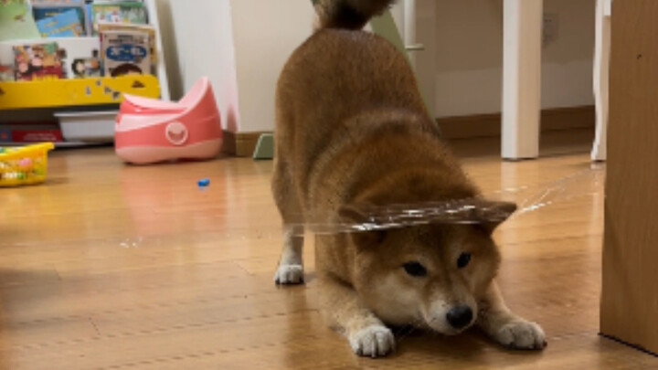 A Dog Trapped in Mental Fixation