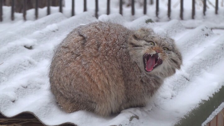 Fluffy Pallas’s Cat in the Snow | Pt. 6