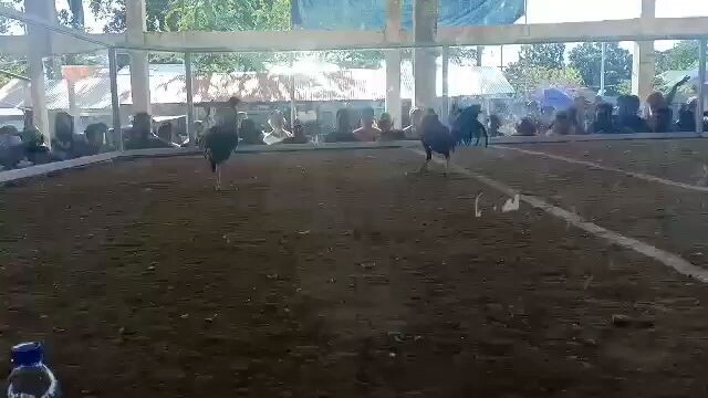 another bulik na bumalik