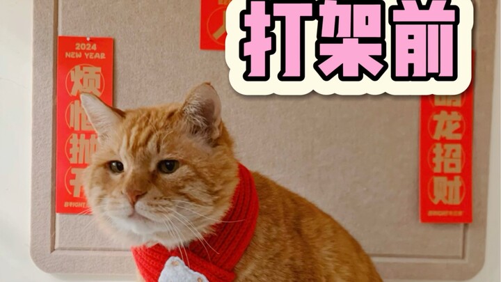 Mana ada yang menyeret kucing keluar dari rumah untuk dipukul! (Versi CCTV)