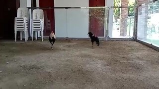 Practice no. 2 #cockfight