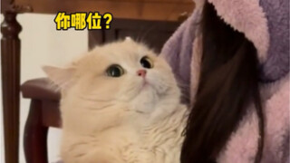 Ketika aku kembali dari kampung halaman! Kucingku sepertinya tidak mengenaliku lagi.