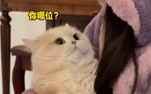 عندما عدت من مسقط رأسي، بدا كأن قطتي لا تعرفني!