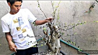 bonsai first wiring - kalyos - Time lapse - bonsai philippines