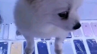 Doggy: Let me give you a face-changing performance!